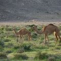 Camels near Ras al Hadd