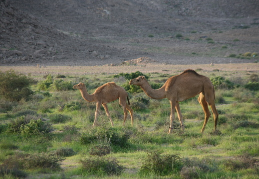 Camels near Ras al Hadd