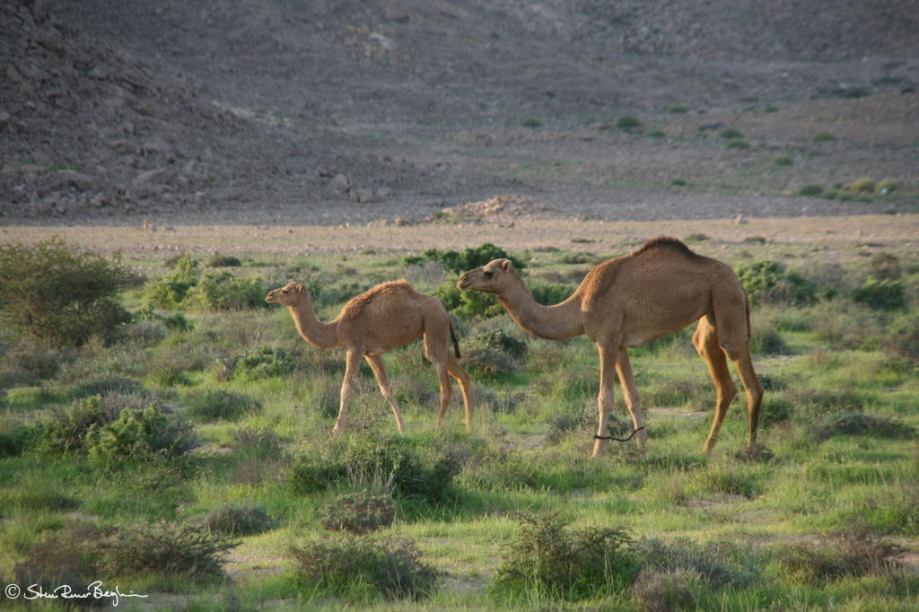 Camels near Ras al Hadd