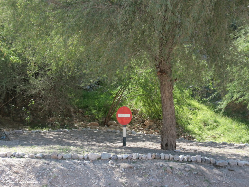 My land, my tree