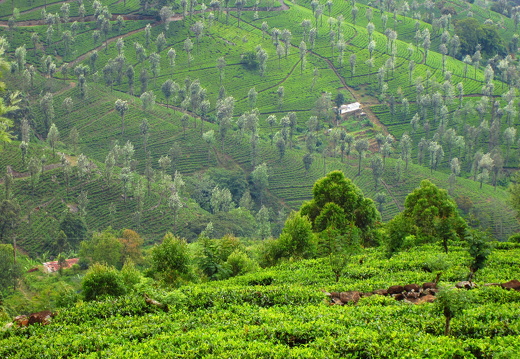 Tea leaf bushes