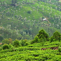 Tea leaf bushes