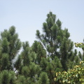 044-IMG 5234
