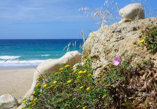Flowers and rocks near beach in the Algarve