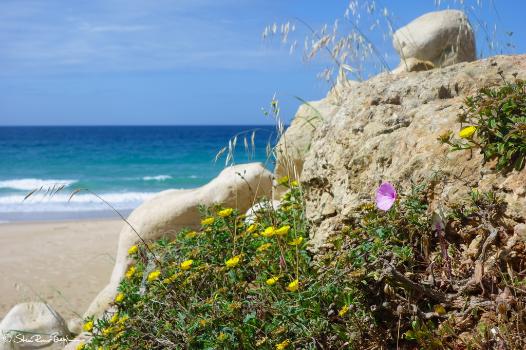 Flowers and rocks near beach in the Algarve