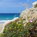 Flowers and rocks near beach in the Algarve