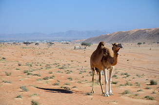 Camel on the way into the desert near Al Wasil