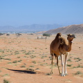 Camel on the way into the desert near Al Wasil