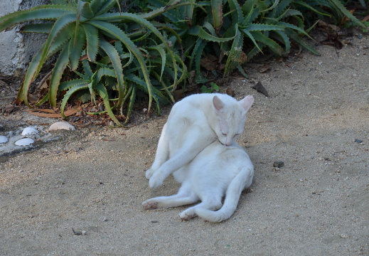 DSC 5589