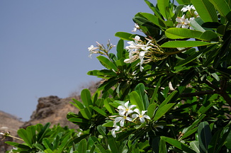 DSC 2445