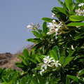 DSC 2445