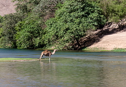 Salalah, May 2014 - display this album Salalah, May 2014