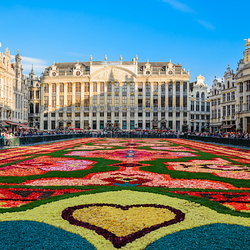 Brussels Flower Carpet, August 2014