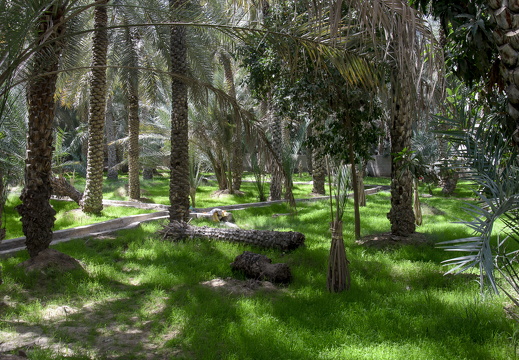 Al Ain Oasis, UAE