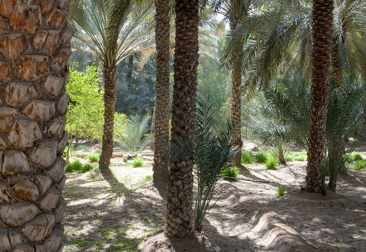 DSC 2900