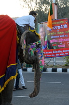 DSC 1981