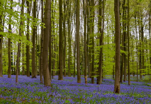 Bluebell season in Hallerbos, Belgium