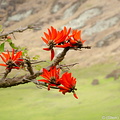 Flowers on tree in Rano Raraku