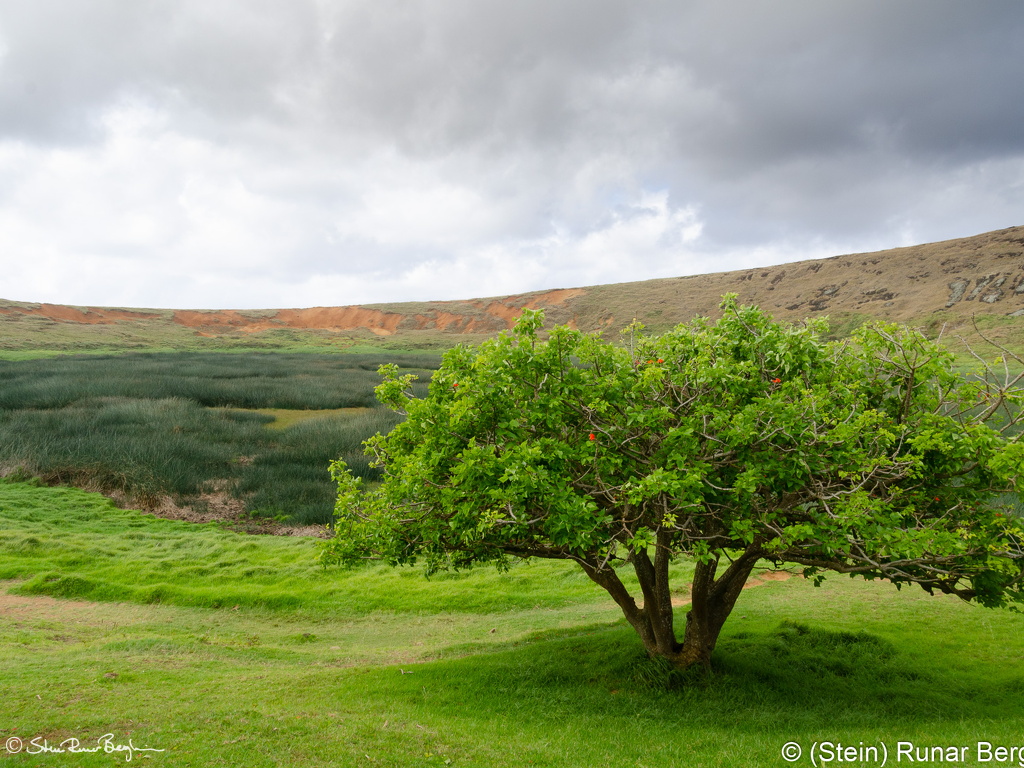 Tree inside Rano Raraku crater