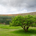 Tree inside Rano Raraku crater