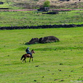 Rider at the foot of Rano Raraku