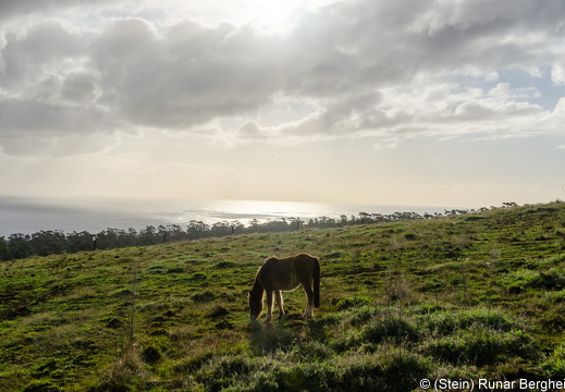 Horse on the slope of Monte Terevaka