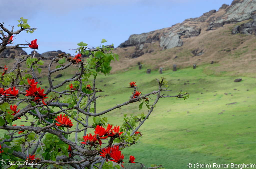 Flowers on tree in Rano Raraku crater