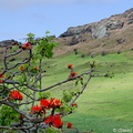 Flowers on tree in Rano Raraku crater