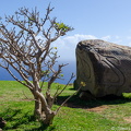 Rock and bush at Orongo