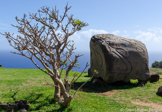 Rock and bush at Orongo
