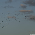 20190105-DSC 2563