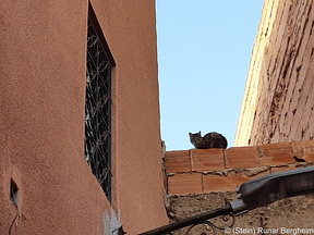 A cat in the Medina of Marrakech