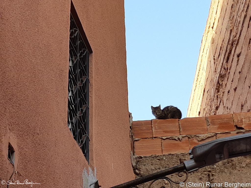 A cat in the Medina of Marrakech
