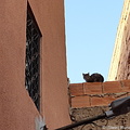 A cat in the Medina of Marrakech