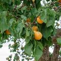 DSC00316