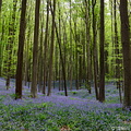 Bluebell blossoming in Hallerbos