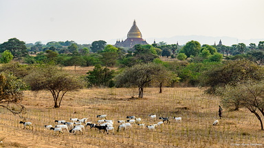 Herd of sheep in front of Pagoda, Bagan, Myanmar