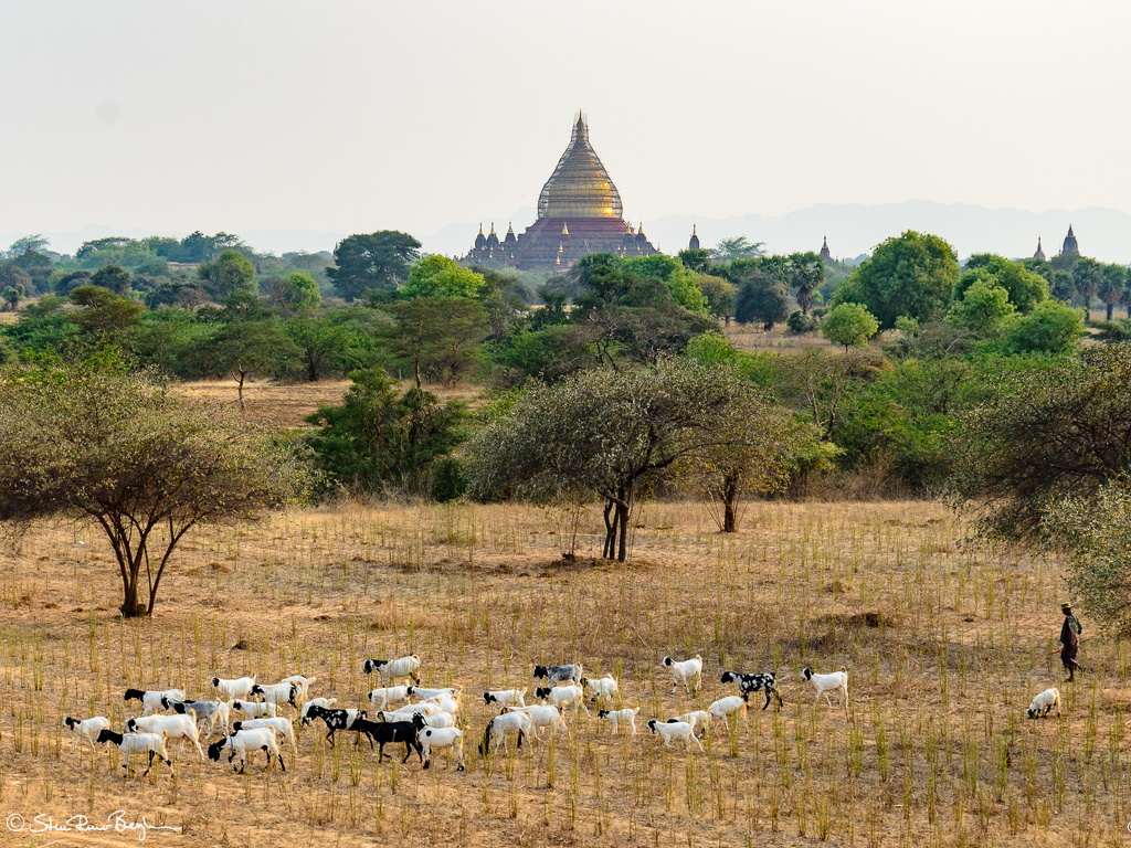 Herd of sheep in front of Pagoda, Bagan, Myanmar