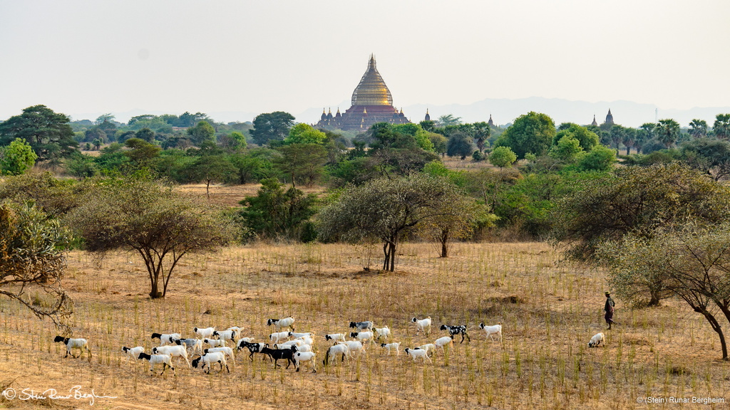 Herd of sheep in front of Pagoda, Bagan, Myanmar