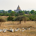 Herd of sheep in front of Pagoda, Bagan, Myanmar