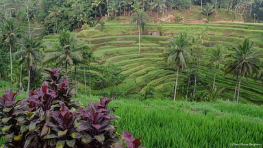 Rice terraces, Ubud, Bali