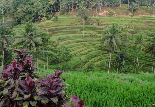 Rice terraces, Ubud, Bali