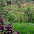 Rice terraces, Ubud, Bali