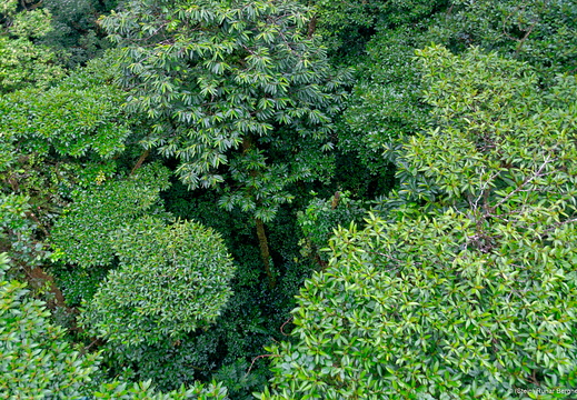 Multi-layered canopies of the Monteverde Cloud Forest