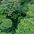 Multi-layered canopies of the Monteverde Cloud Forest