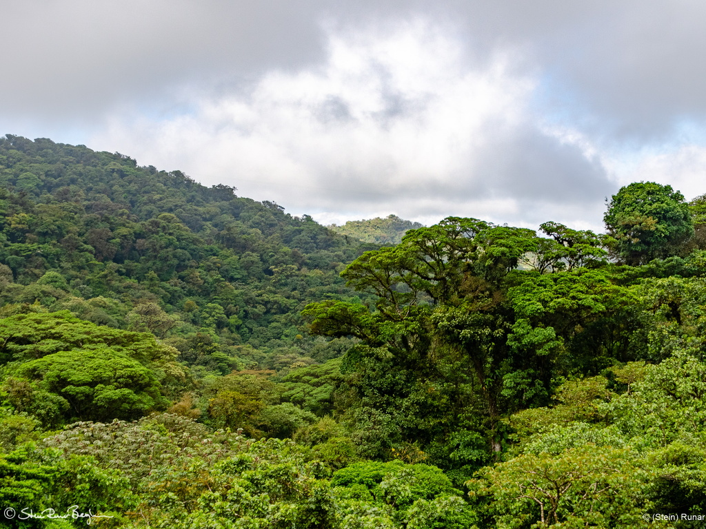 Monte Verde Cloud Forest