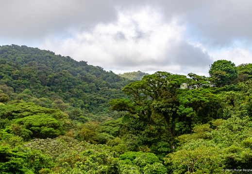 Monte Verde Cloud Forest