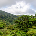 Monte Verde Cloud Forest