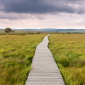 Hautes Fagnes boardwalk east of Baraque Michel