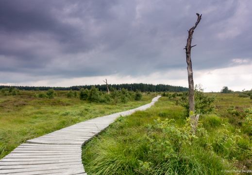 Hautes Fagnes boardwalk east of Baraque Michel